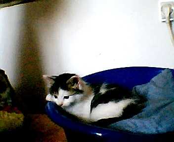 mon minou